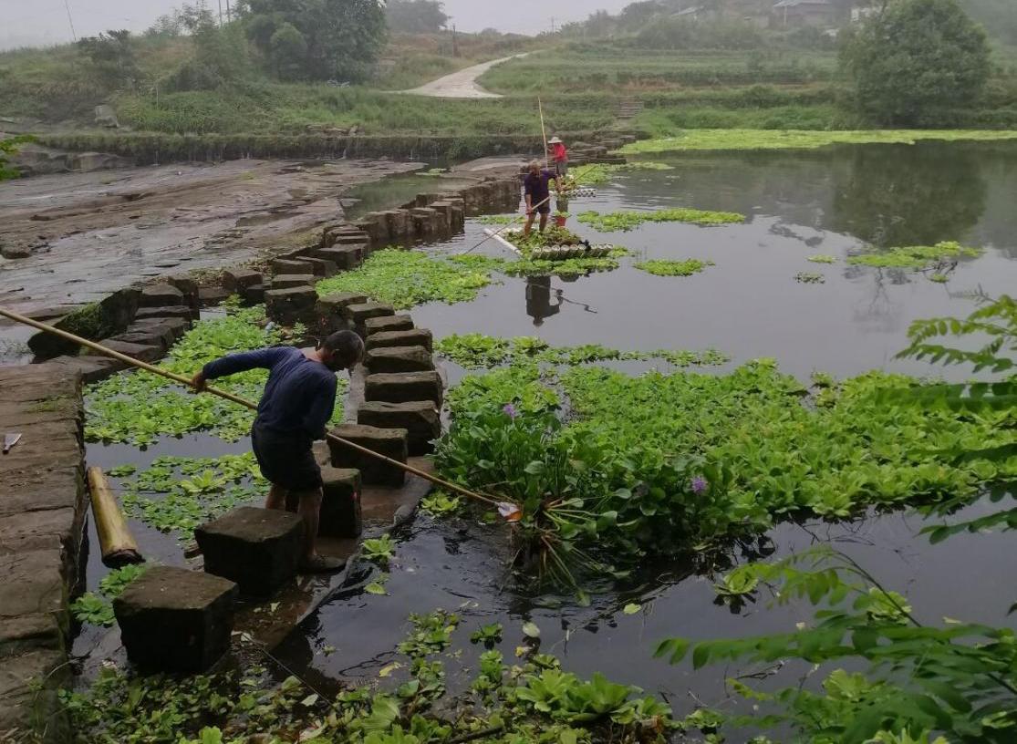 合江縣白沙鎮(zhèn)、永川區(qū)朱沱鎮(zhèn)聯(lián)合清理共管河段水生植物。川渝河長制聯(lián)合推進辦公室供圖