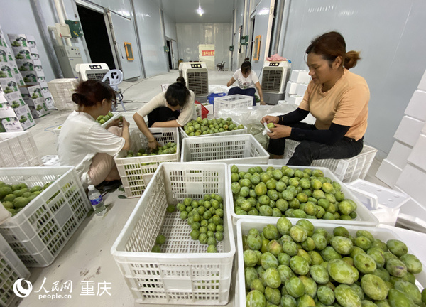 村民將仙桃李分級裝箱。人民網(wǎng) 劉政寧攝