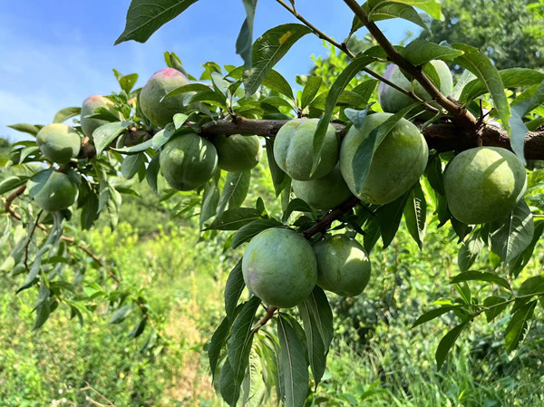 每個(gè)奈李都果大飽滿。蔣海濤攝