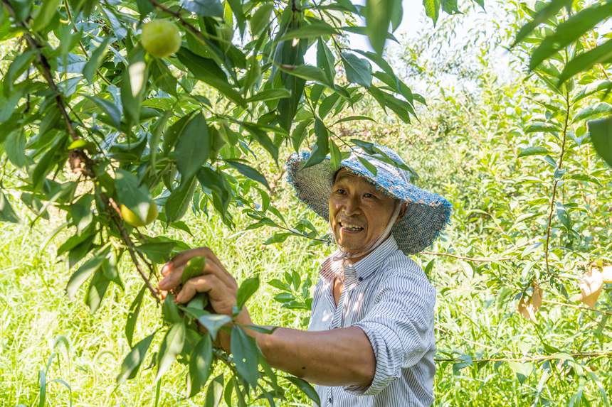 南川區(qū)豐巖鄉(xiāng)峰勝果園直播銷售李子。瞿明斌攝