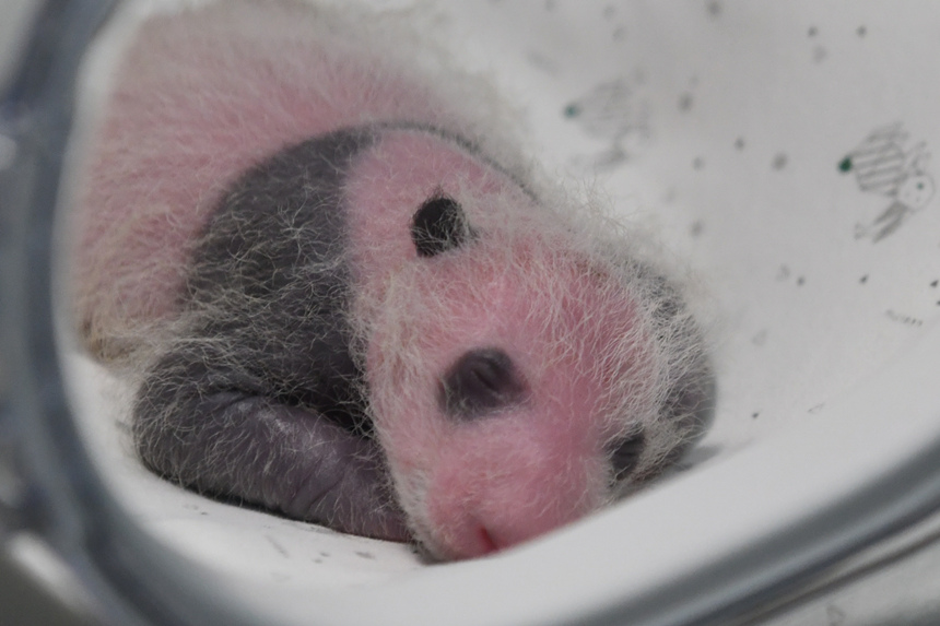 8月8日，在重慶動(dòng)物園育幼室，一對(duì)剛出生不久的雙胞胎大熊貓幼仔亮相。鄒樂攝