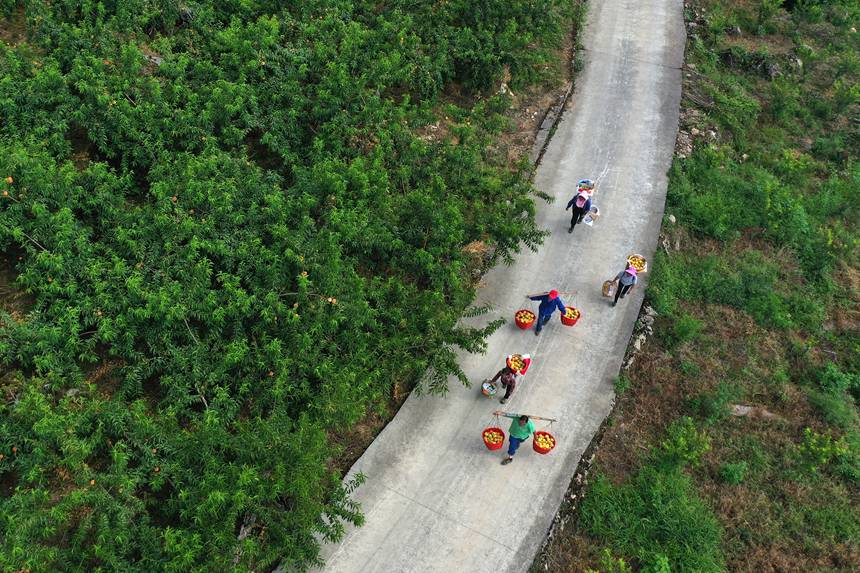 在重慶市黔江區(qū)濯水鎮(zhèn)烏楊社區(qū)黃桃基地，村民在轉(zhuǎn)運(yùn)黃桃。楊敏攝