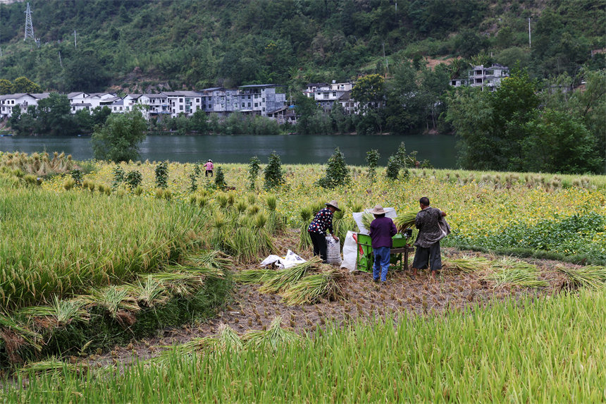 重慶市黔江區(qū)阿蓬江鎮(zhèn)大坪村村民在搶收水稻。楊敏攝