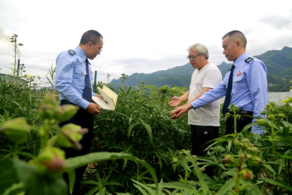 巫溪縣稅務(wù)局工作人員在黃蜀葵種植基地開展調(diào)研并為基地工作人員講解稅費(fèi)優(yōu)惠政策。牛健紅攝