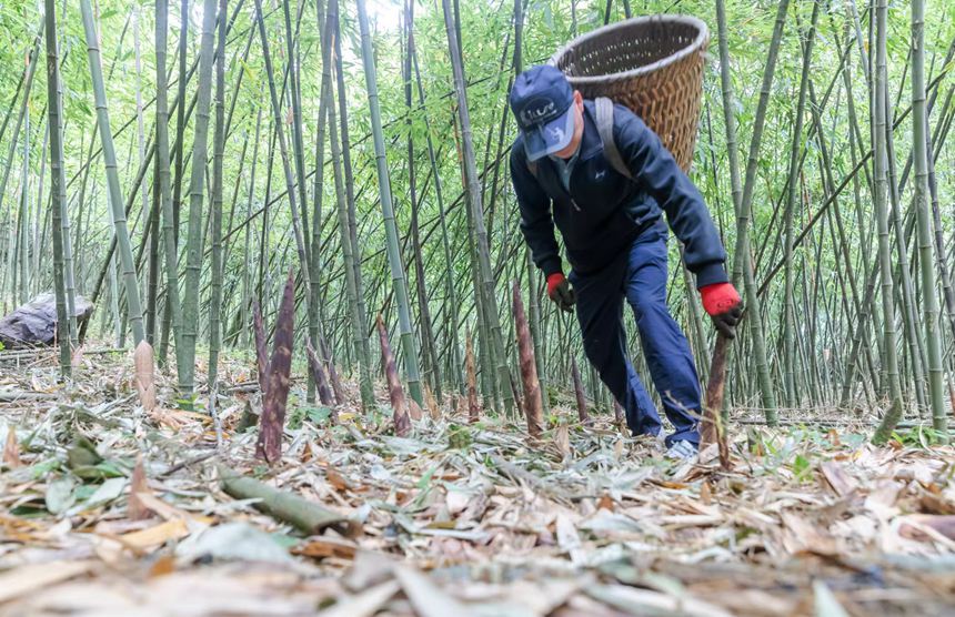 筍農(nóng)在采摘方竹筍。瞿明斌攝