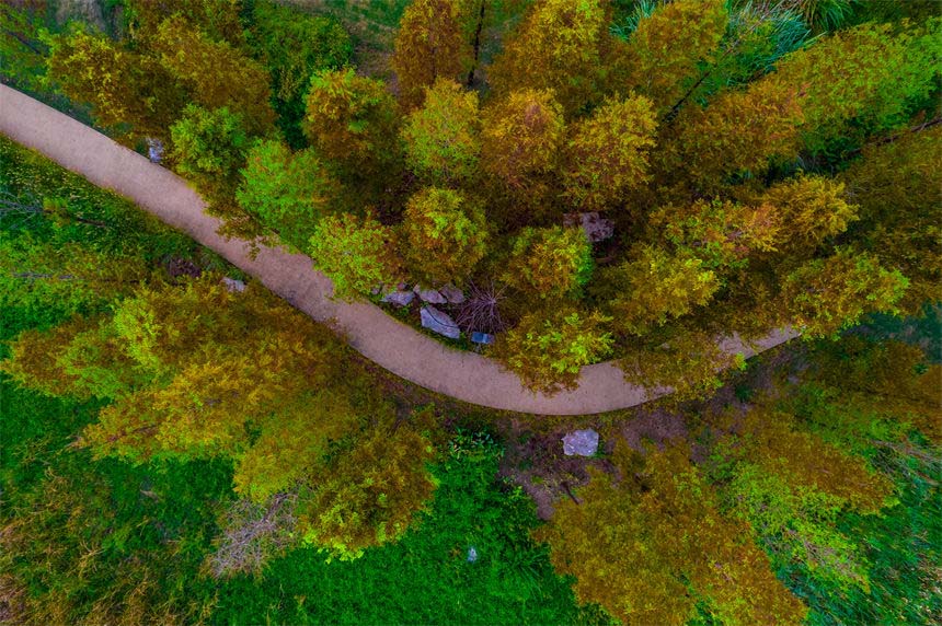 道路兩旁的繽紛景色呈現(xiàn)出美麗的秋景。郭旭攝