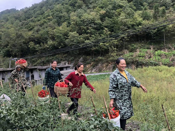 今年大埡村的紅辣椒迎來豐收。受訪者供圖