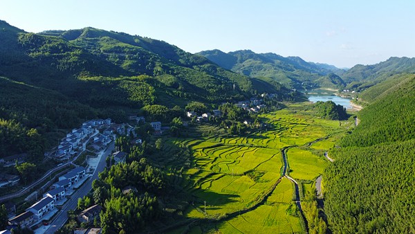 明月山·百里竹海，竹林連片。向成國(guó)攝