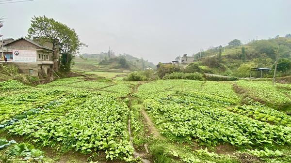 完成移栽的菜地。譚艷華攝