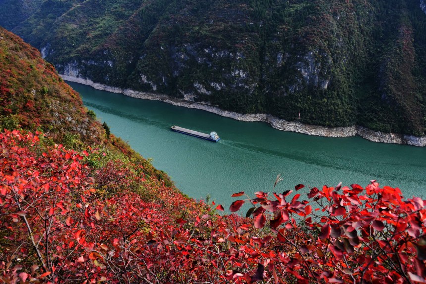 船只航行在紅葉映襯下的長江巫峽水域。王忠虎攝