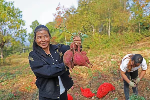 村民正在紅薯種植基地忙碌著采挖紅薯。趙勇攝