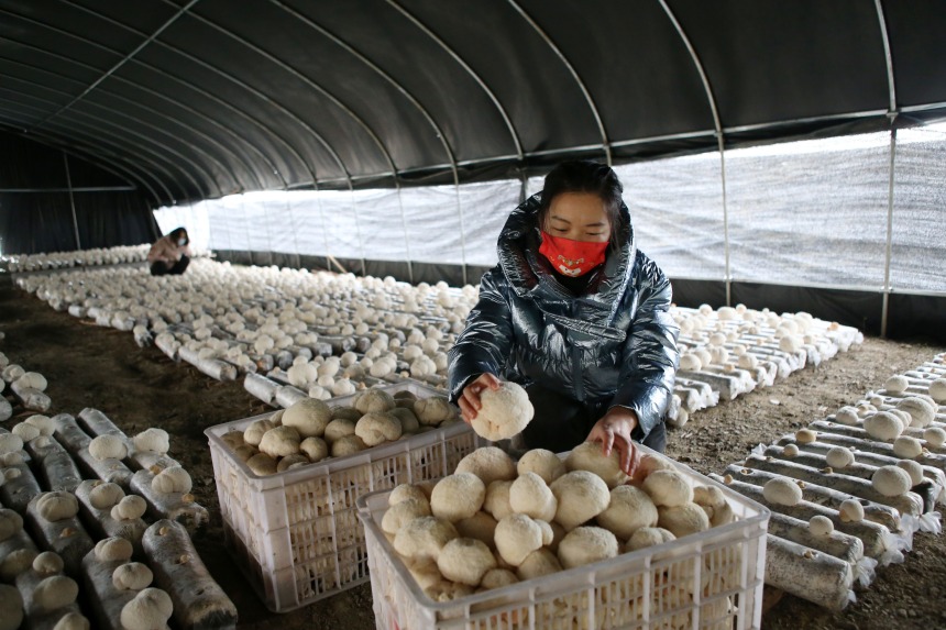 黔江區(qū)石會鎮(zhèn)食用菌種植基地，工作人員在分揀全桑枝猴頭菇。楊敏攝