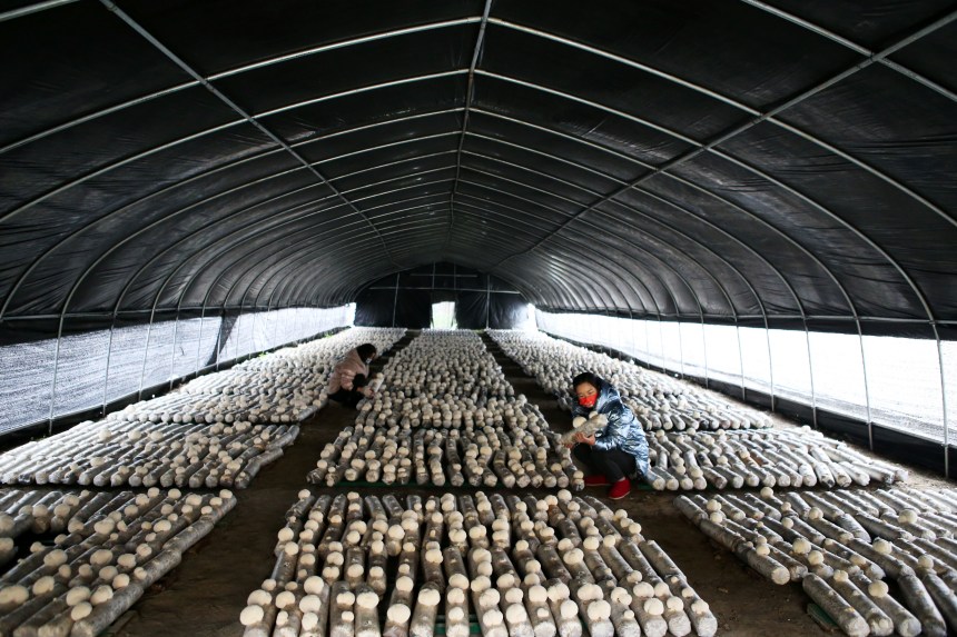 黔江區(qū)石會(huì)鎮(zhèn)食用菌種植基地，工作人員在觀察全桑枝猴頭菇的生長情況。楊敏攝