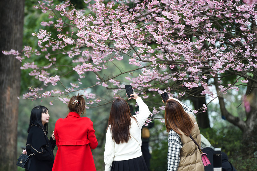 2月24日，南山植物園櫻花競相綻放，吸引不少游客前來賞花游玩。郭旭攝