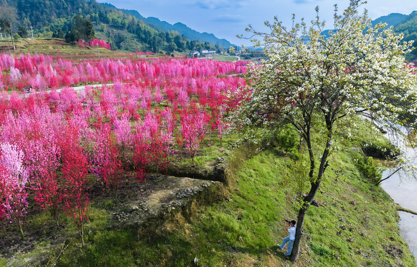 重慶市南川區(qū)白沙鎮(zhèn)的觀賞性桃花次第開放。汪新攝