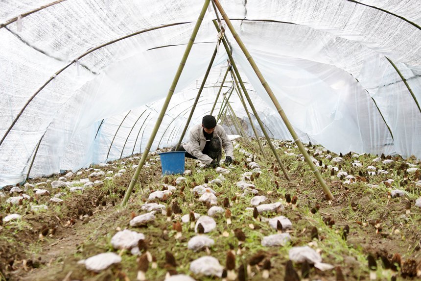 村民在羊肚菌種植基地勞作。楊敏攝