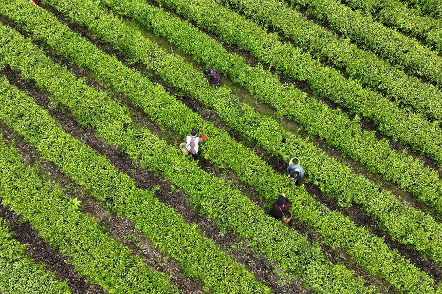 村民在茶葉種植基地采摘春茶。楊敏攝