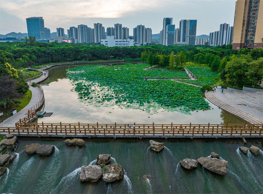 南岸區(qū)疊水公園夏荷盛開，吸引了眾多市民、游客前來賞荷。郭旭攝