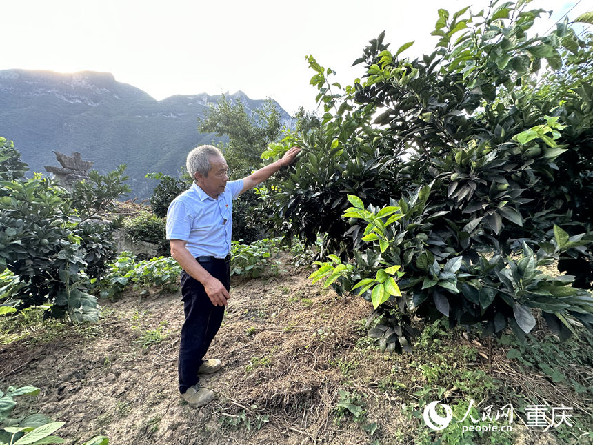 毛相林在山坡查看柑橘樹長(zhǎng)勢(shì)。 人民網(wǎng)記者 劉政寧攝