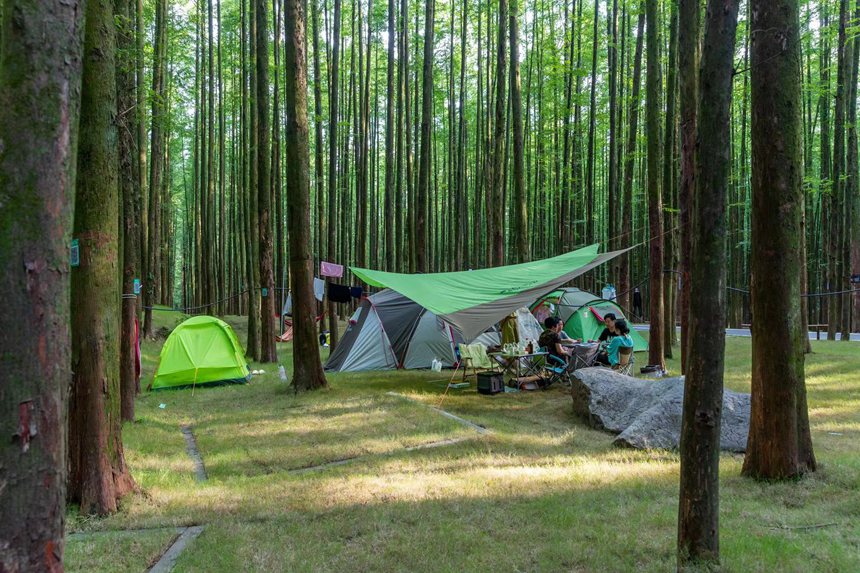 游客在森林公園里露營享受“清涼一夏”。瞿明斌攝