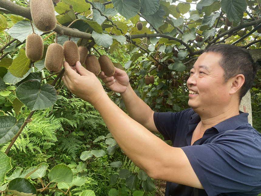 獼猴桃即將進(jìn)入豐收，果農(nóng)笑開顏。黃河攝