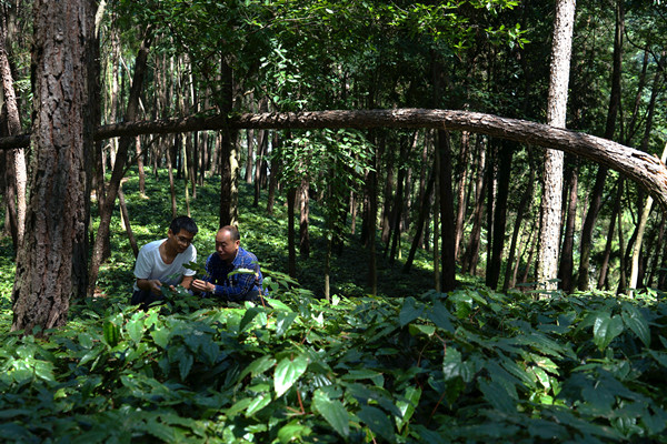 在城口縣高燕鎮(zhèn)星光村箭葉淫羊藿種植基地，駐村第一書記馬凱軍（右）和駐村工作隊隊員蔡道武查看箭葉淫羊藿的長勢情況。李官芮攝