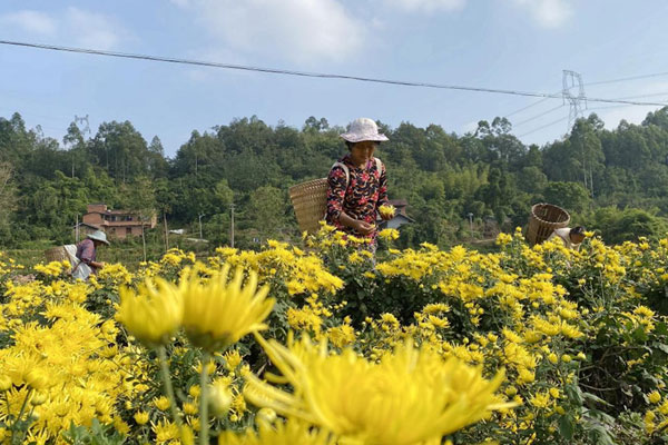 金絲皇菊采摘現(xiàn)場。重慶市璧山區(qū)中醫(yī)院供圖