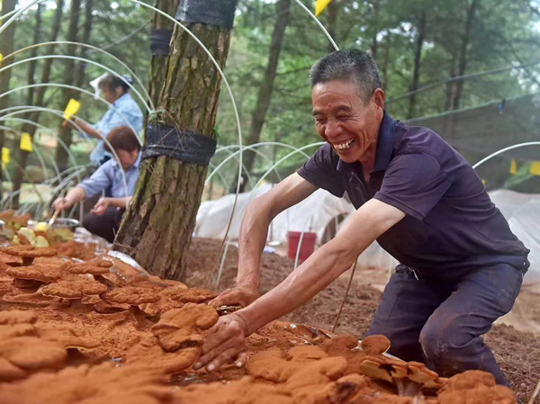 村民在靈芝基地務(wù)工。大順鎮(zhèn)供圖