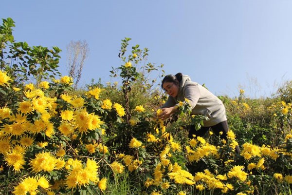 菊花采摘。璧山區(qū)中醫(yī)院供圖