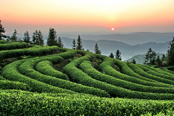 茶山。圣燈山鎮(zhèn)供圖