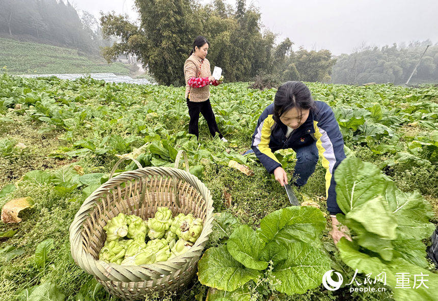 奚渝潔（右）在地里收砍青菜頭。人民網(wǎng)記者 劉政寧攝