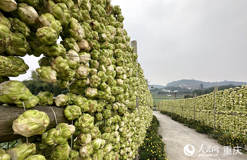                               一顆青菜頭的“新”路歷程                                          臨近春節(jié)，眼下正是青菜頭收獲的季節(jié)。記者行走在重慶市涪陵區(qū)江北街道二渡村，只見田間地頭綠意盎然，道路兩旁的木架上整齊排列著一串串新收獲的青菜頭。青菜頭是制作榨菜的主要原料。隨著涪陵榨菜享譽(yù)海內(nèi)外，二渡村家家戶戶都種上了青菜頭，也被譽(yù)為“世界榨菜第一村”。              