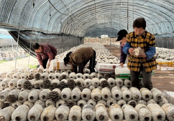 食用菌種植基地。界石鎮(zhèn)供圖