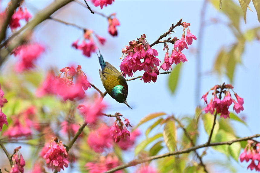 鳥兒在盛開的花兒上嬉戲、采食花蜜。郭旭攝