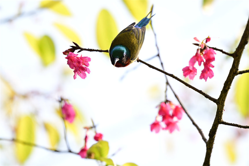 鳥兒在盛開的花兒上嬉戲、采食花蜜。郭旭攝