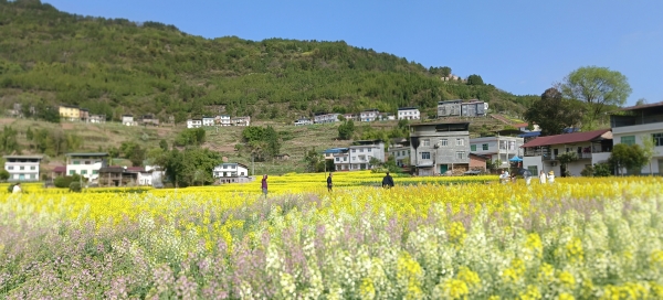 正安街道遼葉村彩色油菜。譚述田攝