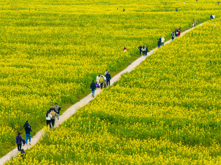 南岸區(qū)廣陽島，油菜花競相綻放，一片金黃，秀美如畫。郭旭攝