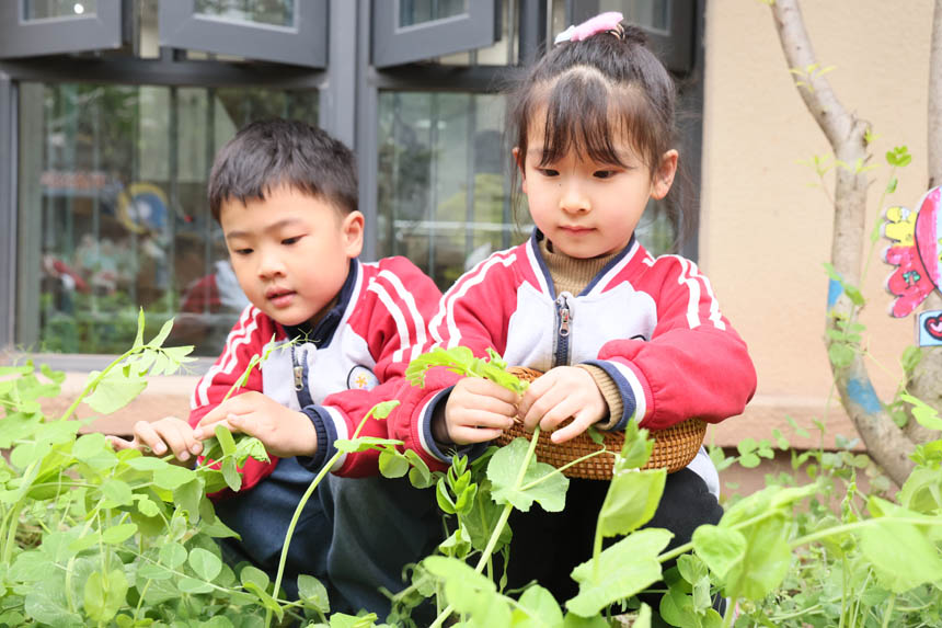 體驗(yàn)摘菜的樂趣。朝陽幼教集團(tuán)供圖