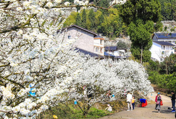 游客在統(tǒng)景印盒觀賞李花。胡瑾攝