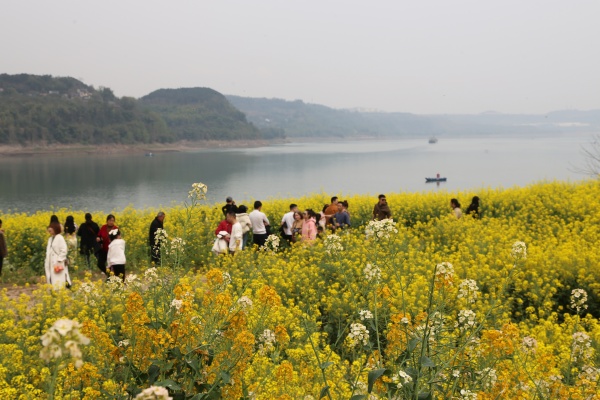 游客在“沿江花海”中游玩。景區(qū)供圖