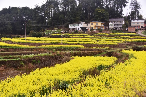 油菜花盛開點(diǎn)綴鄉(xiāng)村。黃河攝