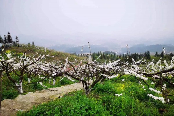 南川區(qū)興隆鎮(zhèn)金花村遠雪農場內桃花、梨花盛開。南川區(qū)文旅委 供圖