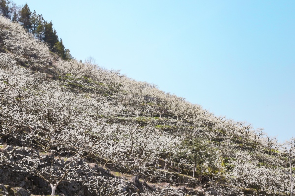 滿山李花盛開。巫溪縣通城鎮(zhèn)供圖