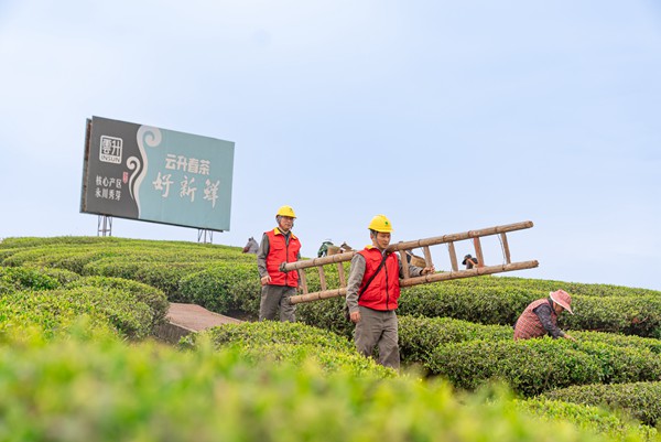 國網(wǎng)永川供電公司大安供電所員工在重慶永川區(qū)云霧山脈花果山村玉琳茶園開展線路設(shè)備特巡。賴小龍攝