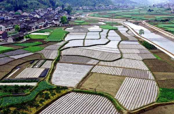 溶溪鎮(zhèn)辣椒種植基地。付沖攝