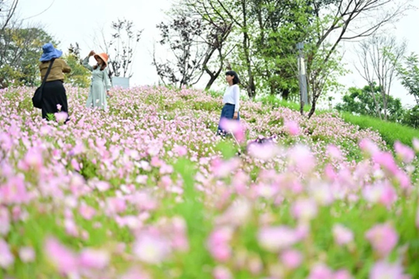 粉白色的花朵層層疊疊、連綿成片。郭旭攝