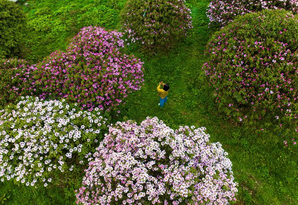 金佛山杜鵑花迎來最佳觀賞期。景區(qū)供圖