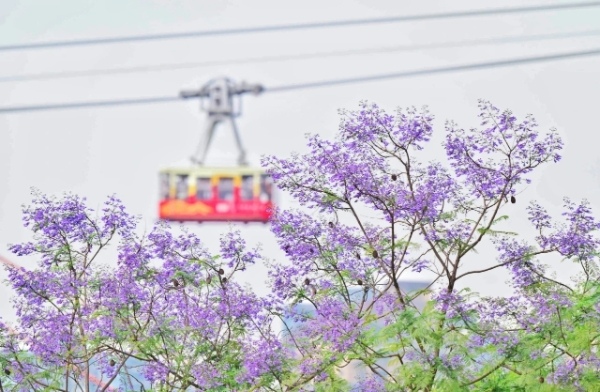 南濱路上藍花楹盛開。郭旭攝