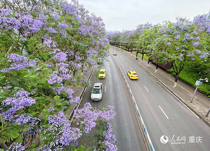 道路兩旁藍(lán)花楹將街道裝點(diǎn)成“紫色海洋”。 人民網(wǎng)記者 馮文彥攝