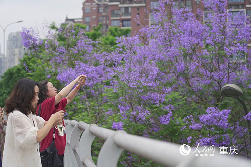 綻放的藍(lán)花楹吸引了眾多市民和游客前來打卡拍照。 人民網(wǎng)記者 馮文彥攝